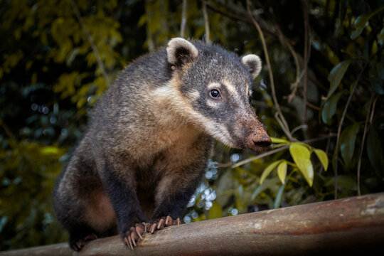 Peque&ntilde;o explorador