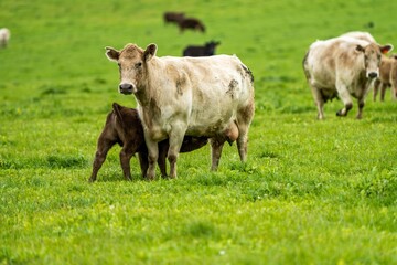 Stud Angus, wagyu, Murray grey, Dairy and beef Cows and calf grazing on grass and pasture in a...