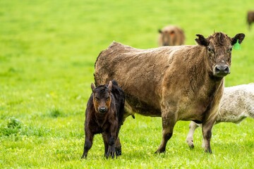 Stud Angus, wagyu, Murray grey, Dairy and beef Cows and calf grazing on grass and pasture in a...