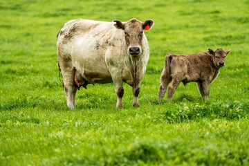 Stud Angus, wagyu, Murray grey, Dairy and beef Cows and calf grazing on grass and pasture in a...