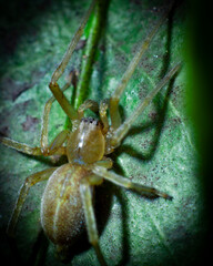 araña insecto mosca hoja flor naturaleza bokeh desenfoque macro