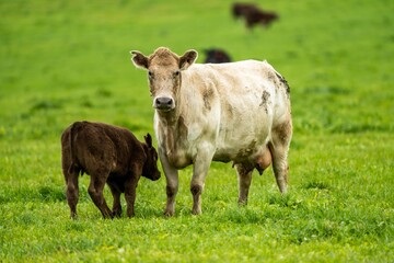 Stud Angus, wagyu, Murray grey, Dairy and beef Cows and calf grazing on grass and pasture in a...