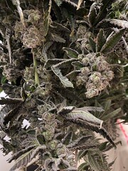 Cannabis