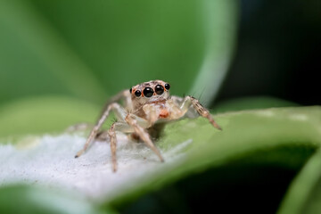 Close-up of a Jumping Spider Picture and High Res Image