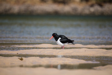 Wading pied oystercatcher feeding in morning
