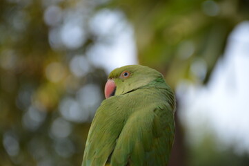 Beautiful Green Parrot