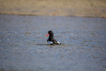Wading pied oystercatcher feeding in morning