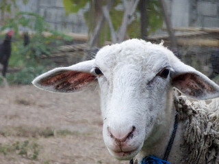 an adorable white sheep in outdoor. kind of animal that has a beneficial fluffy fleece for clothing material.