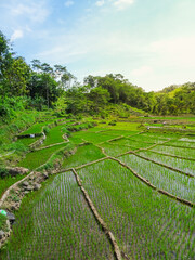 the view of the paddy field on a sunny day. beautiful scenery of the green field that was just planted. the agricultural view in the countryside.