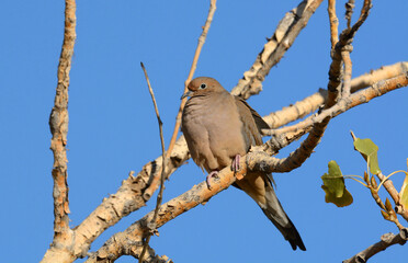 Mourning dove or Zenaida macroura perched on autumn tree branches that have lost most of the leaves against blue sky