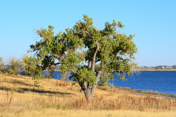 Eastern cottonwood tree or Populus deltoide on edge of lake with dry golden autumn grasses - obrazy, fototapety, plakaty