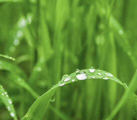 Beautiful drops of transparent rain water on a green leaf macro.Dew in the morning glow natural background.