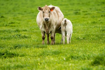 Beef cows and calves grazing on grass in Australia. Eating hay and silage. breeds include speckle...