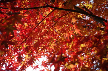 紅葉したモミジに日光があたって奇麗です。
The autumnal maples are beautifully exposed to sunlight.