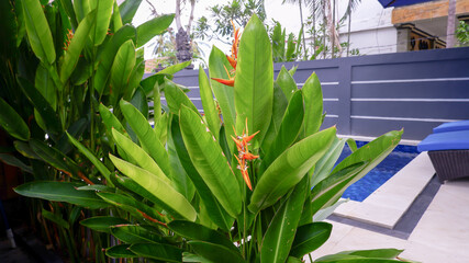 Beautiful tropical heliconia parrot flower beside swimming pool 