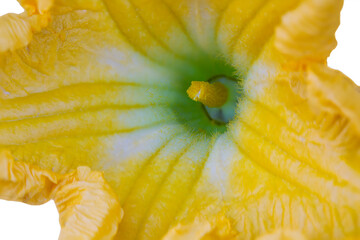 closeup of blooming pumpkin flower.