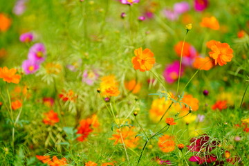 コスモス畑に咲くカラフルなコスモス