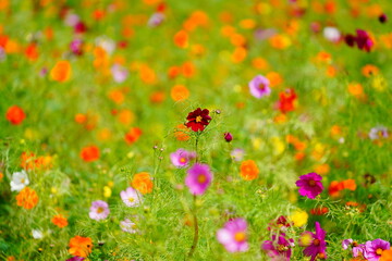コスモス畑に咲くカラフルなコスモス