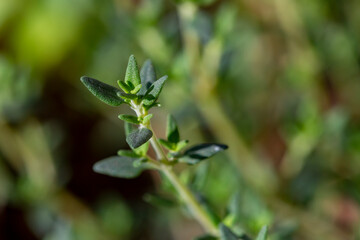 close up of herbs in a garden