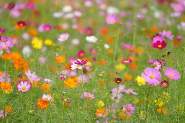 コスモス畑に咲くカラフルなコスモス