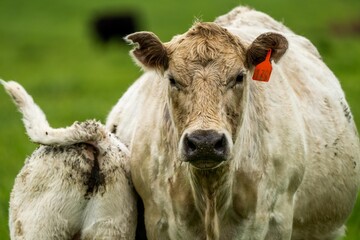 Beef cows and calves grazing on grass in Australia. Eating hay and silage. breeds include speckle...