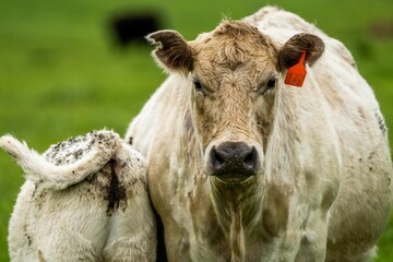 Beef cows and calves grazing on grass in Australia. Eating hay and silage. breeds include speckle...