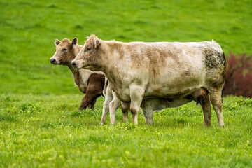 Beef cows and calves grazing on grass in Australia. Eating hay and silage. breeds include speckle...