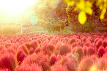 秋の風景（赤く染まったコキア）