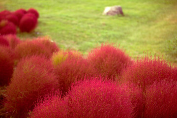 秋の風景（赤く染まったコキア）