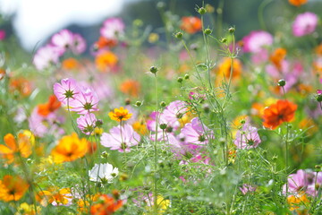 コスモス畑に咲くコスモス