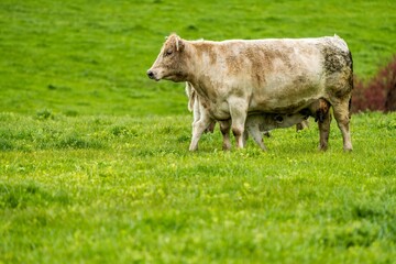 Stud Beef bulls, cows and calves grazing on grass in a field, in Australia. breeds of cattle...