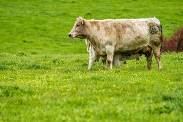 Stud Beef bulls, cows and calves grazing on grass in a field, in Australia. breeds of cattle...