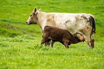 Cows eating grass in Australia. 