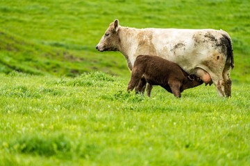 Cows eating grass in Australia. 