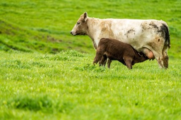 Cows eating grass in Australia. 