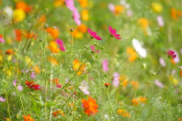 コスモス畑で咲くカラフルなコスモス
