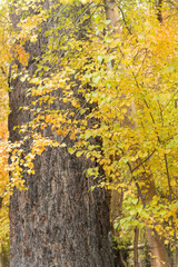 Autumn Fall color in the eastern sierras
