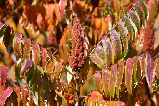 Leaves of the vinegar tree (Latin. Rhus typhina) or Virginia sumach