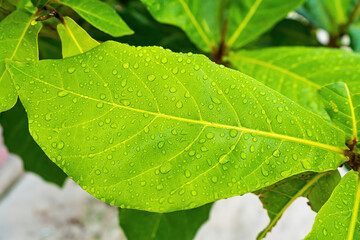 Macro closeup of Beautiful fresh green leaf with drop of water after the rain in morning sunlight nature background.