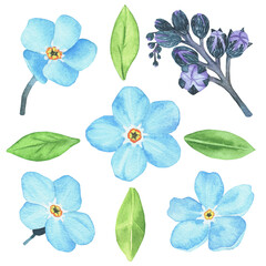 Forget-me-not. Watercolor botanical illustration included in the collection of wildflowers. Isolated image on a white background. For your design.