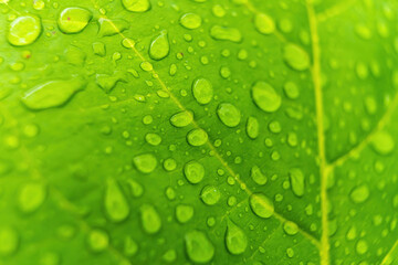 Macro closeup of Beautiful fresh green leaf with drop of water after the rain in morning sunlight nature background.
