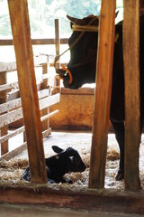 生まれたての子牛