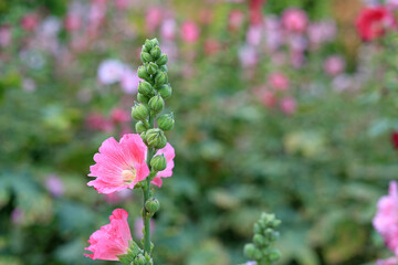 Hollyhock flower in a garden. Red pink Flower of hollyhock closeup on green blur background