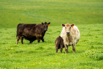 Cows eating grass in Australia. 