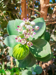 small tree blossom and leaves
