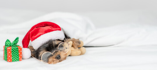 Fototapeta na wymiar Cute Yorkshire terrier puppy wearing red santa hat lying on a bed under white blanket at home. Empty space for text