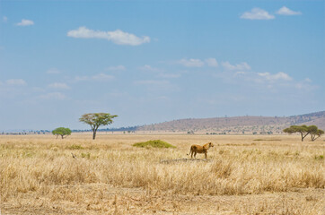 Lioness in african savanna, wild animals in Africa
