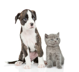 German Boxer puppy dog and kitten sit together in front view. isolated on white background