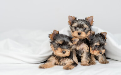 Three cute little Yorkshire terrier puppies sit together under warm blanket on the bed at home and look at camera. Empty space for text