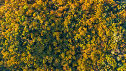 Golden autumn background, aerial view of forest landscape with yellow trees from above
